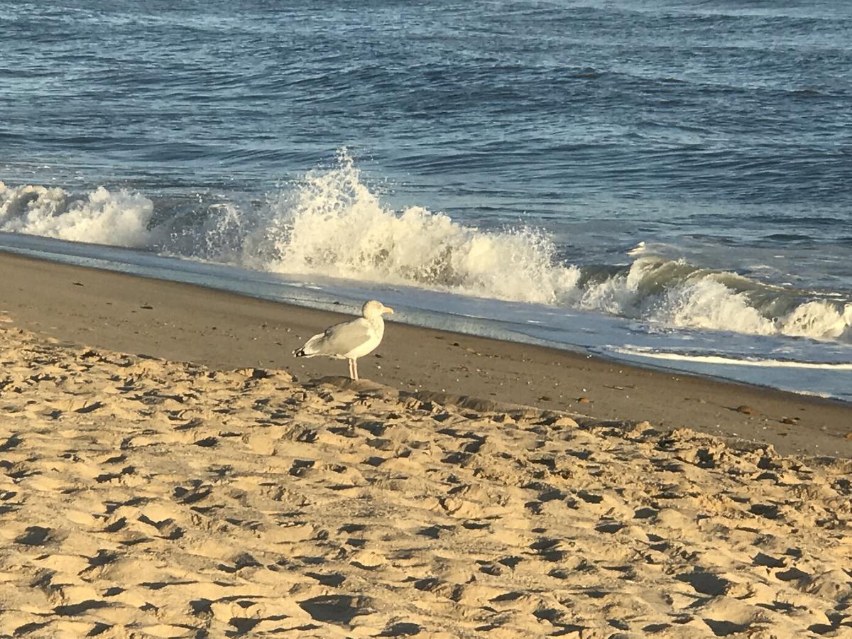 Ocean Surf Resort Montauk Buitenkant foto